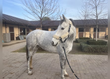 Cheval de sport espagnol, Jument, 4 Ans, 170 cm, Gris