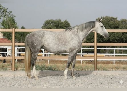 Cheval de sport espagnol, Jument, 5 Ans, 168 cm, Gris
