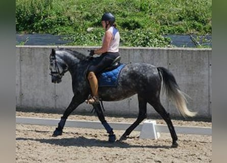 Cheval de sport espagnol Croisé, Jument, 6 Ans, 154 cm, Gris