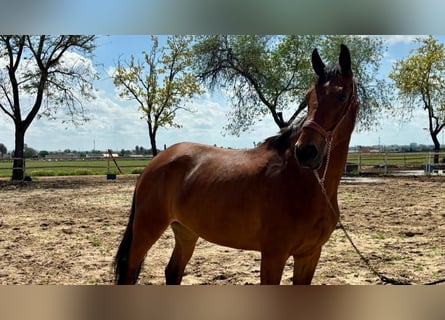 Cheval de sport espagnol, Jument, 6 Ans, 159 cm, Bai