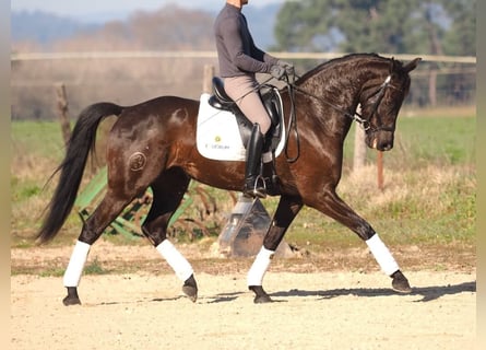 Cheval de sport espagnol, Jument, 6 Ans, 162 cm, Bai brun