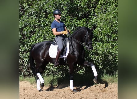 Cheval de sport espagnol, Jument, 7 Ans, 158 cm, Noir