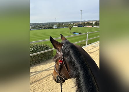 Cheval de sport espagnol, Jument, 8 Ans, 168 cm, Bai