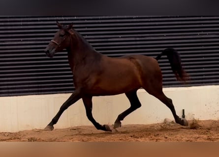 Cheval de sport espagnol, Jument, 8 Ans, 170 cm, Bai