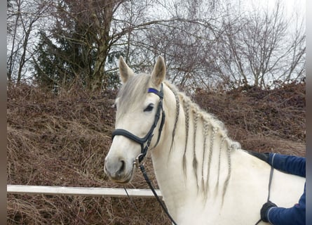 Cheval de sport espagnol Croisé, Jument, 9 Ans, 155 cm, Gris noir