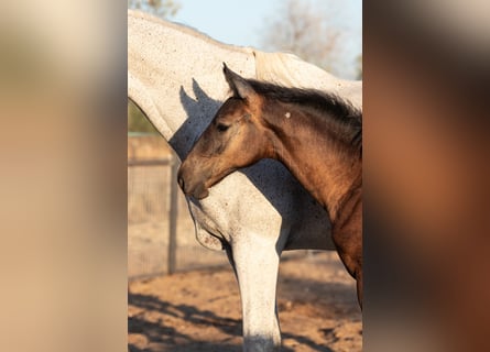 Cheval de sport espagnol, Jument, Poulain (01/2025)