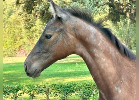Cheval de sport espagnol, Jument, Poulain (01/2025)