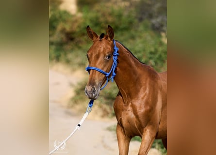 Cheval de sport espagnol, Jument, Poulain (01/2026), Léopard