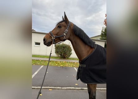 Cheval de sport hongrois, Étalon, 12 Ans, 167 cm, Bai