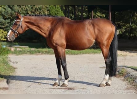 Cheval de sport hongrois, Étalon, 14 Ans, 170 cm, Bai cerise