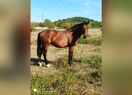 Cheval de sport hongrois, Étalon, 2 Ans, 169 cm, Bai cerise