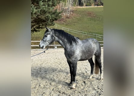 Cheval de sport hongrois, Étalon, 3 Ans, 161 cm, Gris