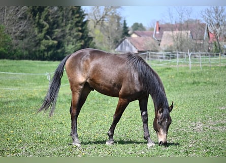 Cheval de sport hongrois, Étalon, 3 Ans, 162 cm, Isabelle