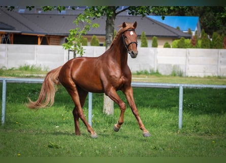 Cheval de sport hongrois, Étalon, 3 Ans, 165 cm, Alezan brûlé