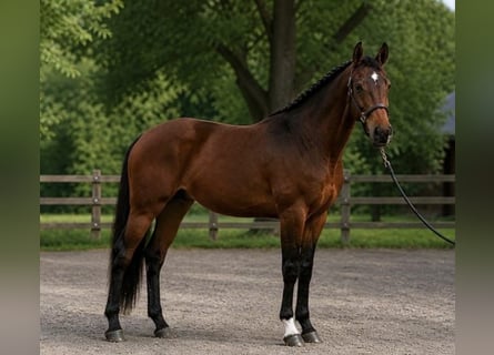 Cheval de sport hongrois, Étalon, 3 Ans, 175 cm, Bai