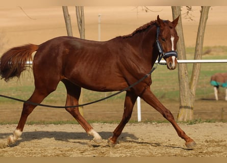 Cheval de sport hongrois, Étalon, 5 Ans, 160 cm, Alezan brûlé