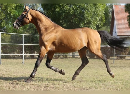 Cheval de sport hongrois, Étalon, 13 Ans, 174 cm, Buckskin