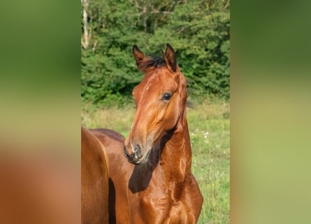 Cheval de sport hongrois, Étalon, Poulain (01/2024), 153 cm, Bai cerise