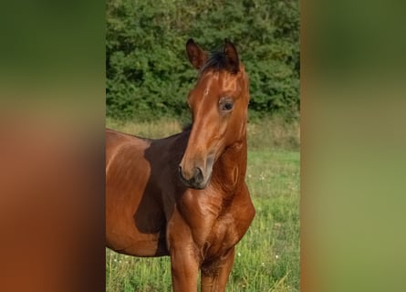 Cheval de sport hongrois, Étalon, Poulain (01/2024), 155 cm, Bai cerise