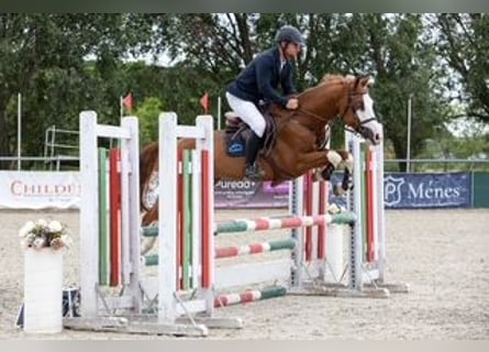 Cheval de sport hongrois, Hongre, 10 Ans, 160 cm, Bai cerise