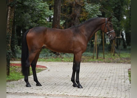 Cheval de sport hongrois, Hongre, 10 Ans, 165 cm, Bai