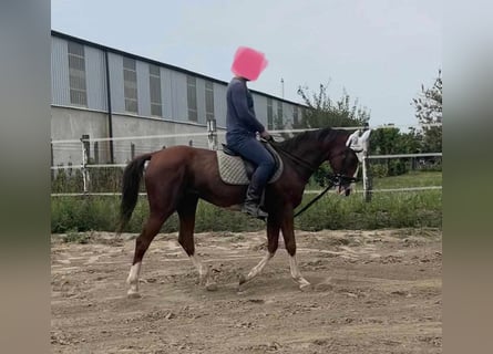 Cheval de sport hongrois, Hongre, 11 Ans, 160 cm, Alezan brûlé