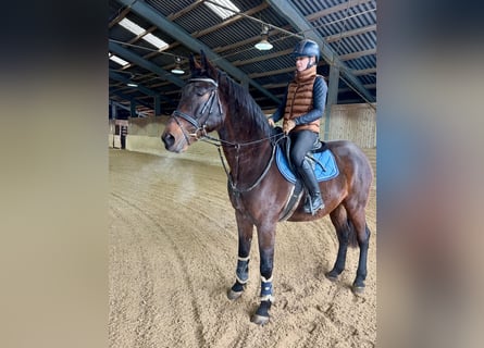 Cheval de sport hongrois, Hongre, 11 Ans, 163 cm, Bai brun