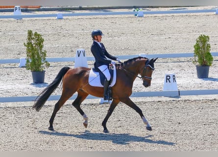 Cheval de sport hongrois, Hongre, 11 Ans, 165 cm, Bai