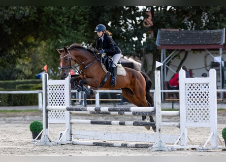 Cheval de sport hongrois, Hongre, 14 Ans, 167 cm, Bai