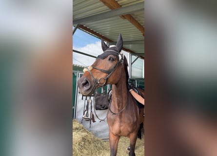 Cheval de sport hongrois, Hongre, 14 Ans, 175 cm