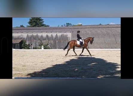 Cheval de sport hongrois, Hongre, 17 Ans, 165 cm, Bai