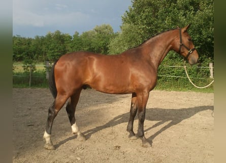 Cheval de sport hongrois, Hongre, 17 Ans, 171 cm, Bai brun