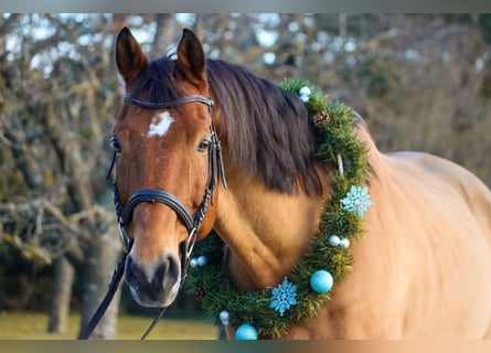 Cheval de sport hongrois, Hongre, 18 Ans, 165 cm, Bai