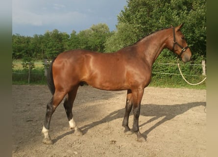 Cheval de sport hongrois, Hongre, 18 Ans, 171 cm, Bai brun