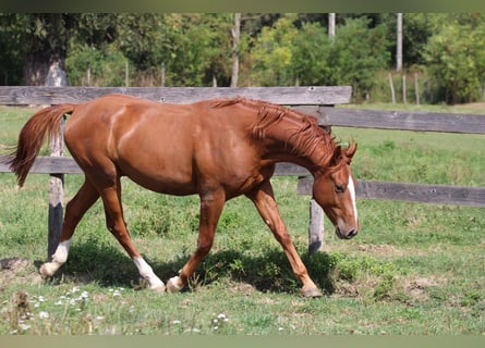 Cheval de sport hongrois, Hongre, 3 Ans, 160 cm, Alezan brûlé