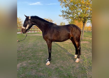 Cheval de sport hongrois, Hongre, 3 Ans, 160 cm, Bai cerise