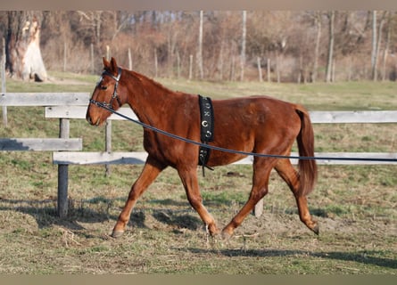 Cheval de sport hongrois, Hongre, 3 Ans, 168 cm, Alezan brûlé