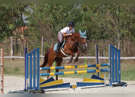 Cheval de sport hongrois, Hongre, 4 Ans, 158 cm, Alezan brûlé