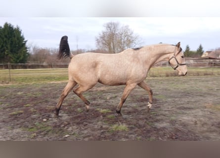 Cheval de sport hongrois, Hongre, 4 Ans, 165 cm, Buckskin