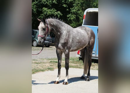 Cheval de sport hongrois, Hongre, 4 Ans, 170 cm, Gris