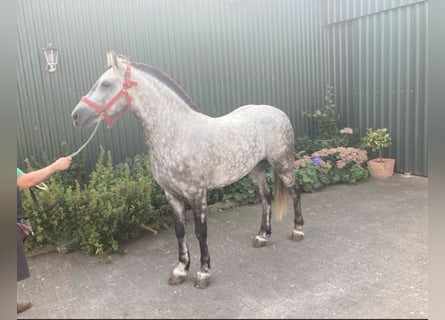 Cheval de sport hongrois, Hongre, 5 Ans, 147 cm, Gris pommelé