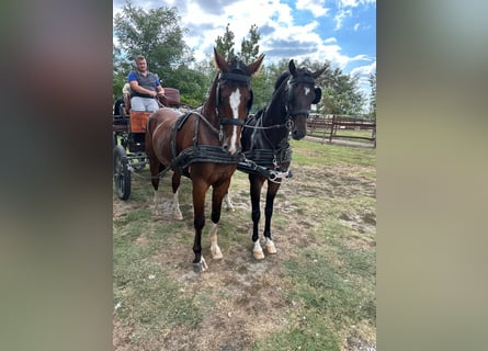 Cheval de sport hongrois Croisé, Hongre, 5 Ans, 158 cm, Bai cerise