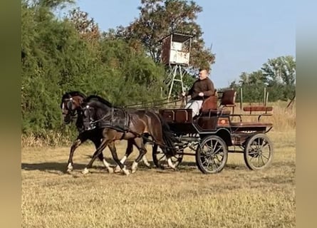 Cheval de sport hongrois, Hongre, 5 Ans, 160 cm, Bai cerise