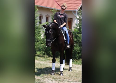Cheval de sport hongrois, Hongre, 5 Ans, 160 cm, Noir