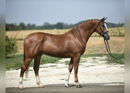 Cheval de sport hongrois, Hongre, 5 Ans, 168 cm, Alezan