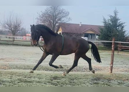 Cheval de sport hongrois, Hongre, 5 Ans, 170 cm, Bai brun