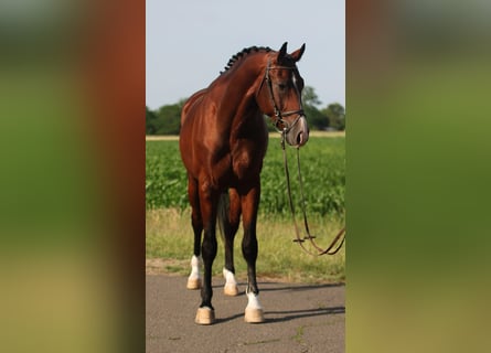 Cheval de sport hongrois, Hongre, 5 Ans, 171 cm, Bai