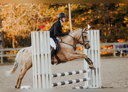 Cheval de sport hongrois Croisé, Hongre, 6 Ans, 144 cm, Palomino