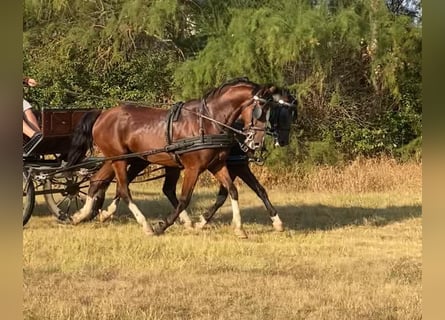 Cheval de sport hongrois, Hongre, 6 Ans, 160 cm, Bai cerise