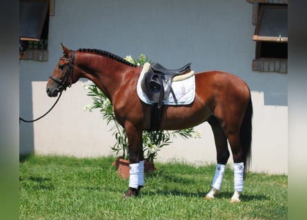 Cheval de sport hongrois, Hongre, 6 Ans, 160 cm, Bai